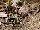 吸蜜 (Sucking nectar)