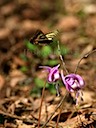 移動飛翔 (Transfering flight after sucking nectar)