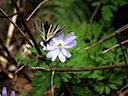 移動飛翔 (Transfering flight after sucking nectar)