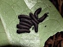 2齢幼虫(Second instar larvae)