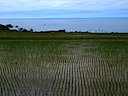外海府の田んぼ (Rice Terraces along Sotokaifu coast)