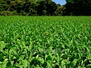 小木のタバコ畑 (Tobacco plantation in Ogi)