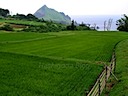 鷲崎の棚田 (Rice Terraces in Washizaki)