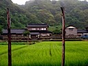 外海府の田んぼ (Paddy fields along Sotokaifu coast)