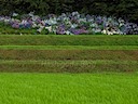 外海府の田んぼ (Rice Terraces along Sotokaifu coast)